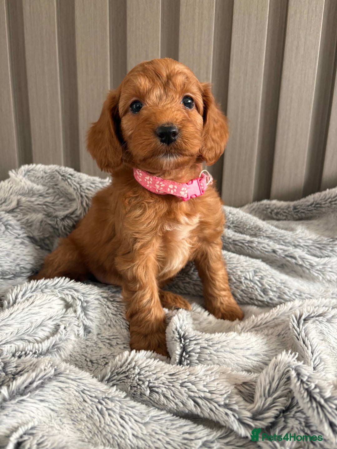 Cockapoo dogs for sale: Health Tested Fox Red Cockapoo  - Image 21