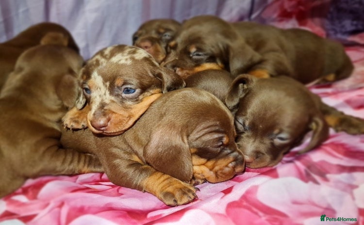 Miniature Dachshund dogs - Advert 1