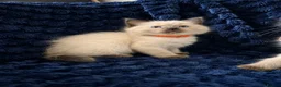 Ragdoll cats for sale: 3 beautiful Ragdoll boys looking for loving home💙 - Advert 5