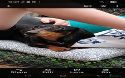 Dachshund dogs for sale: Miniature datchand  - Image 2