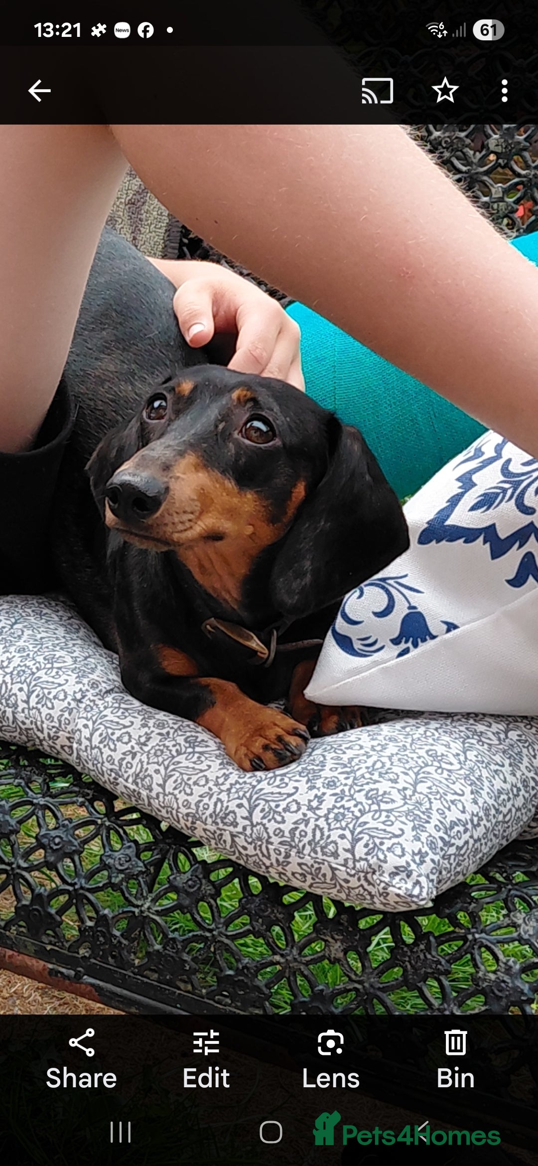 Dachshund dogs for sale: Miniature datchand  - Image 2