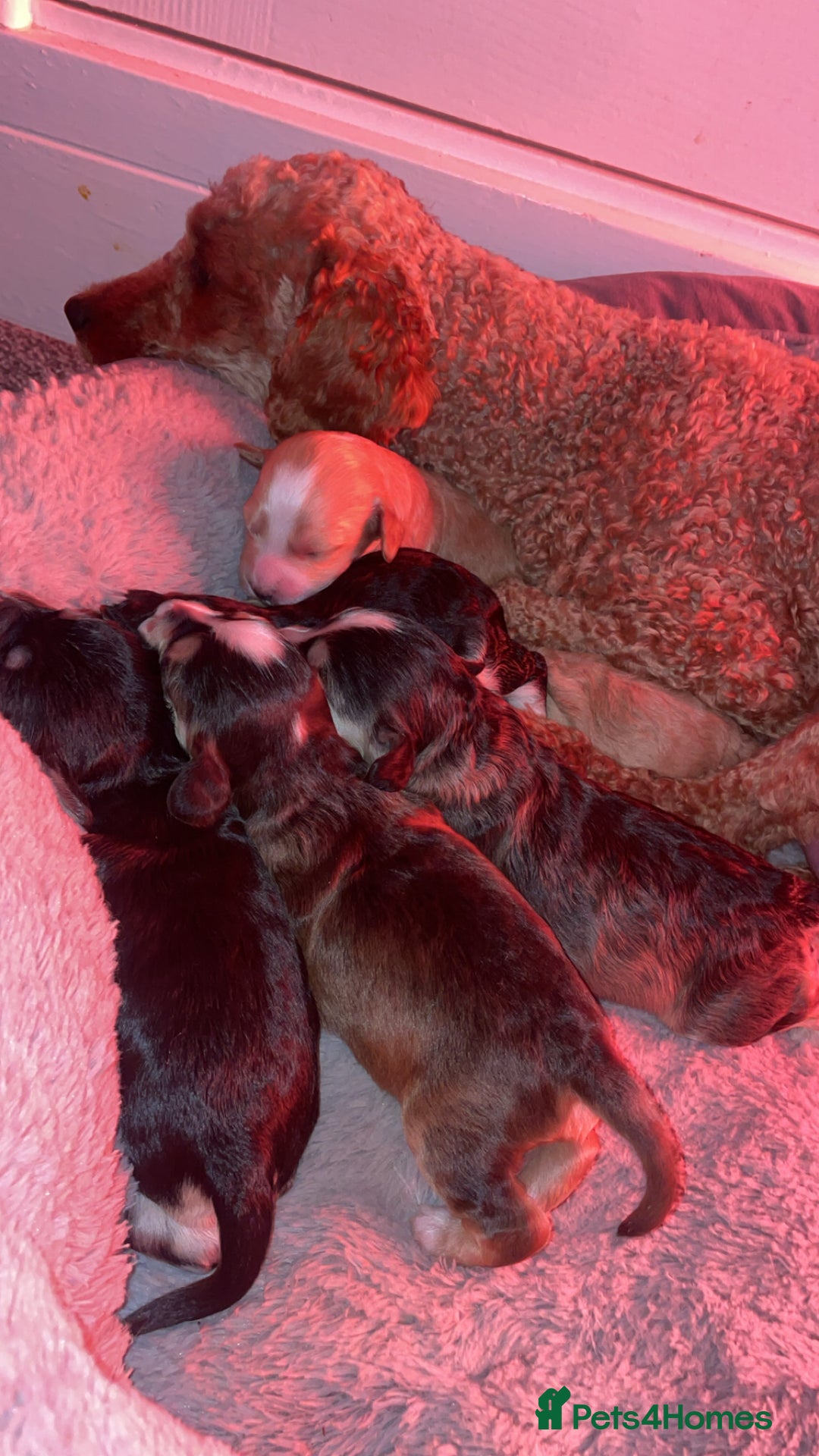 Cockapoo dogs for sale: F2 Cockapoo’s - Image 8
