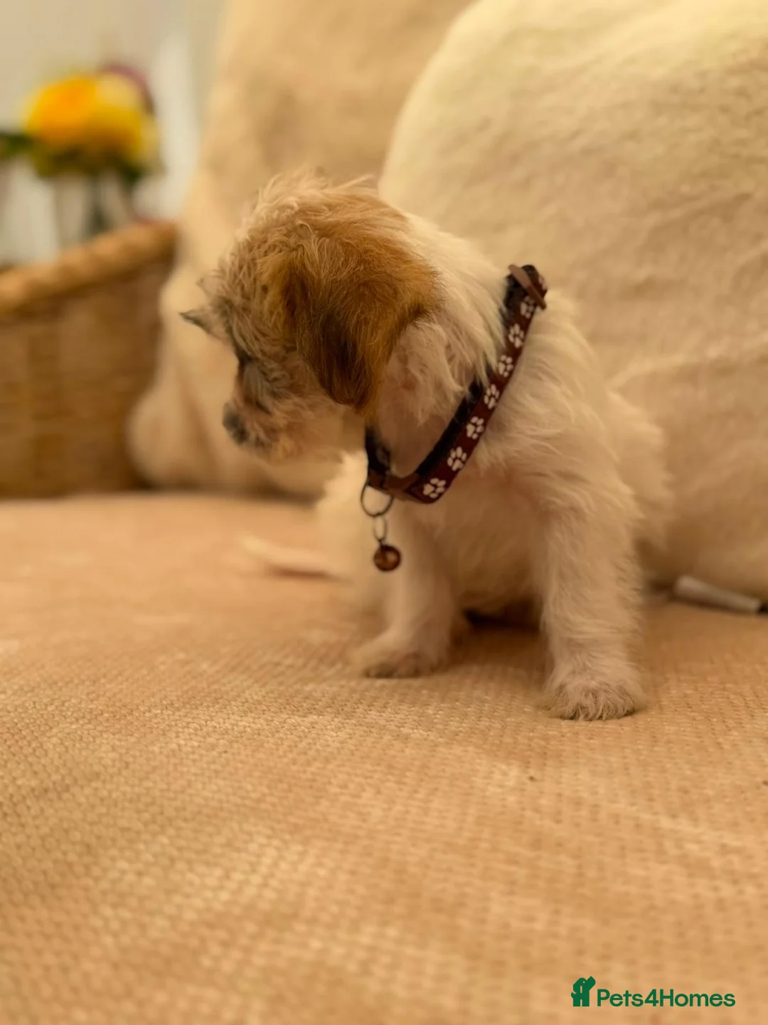 Shih Tzu dogs for sale: Shih tzu  - Advert 27
