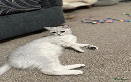 Brazilian Shorthair cats for sale: British Short Hair - silver shaded - Image 3