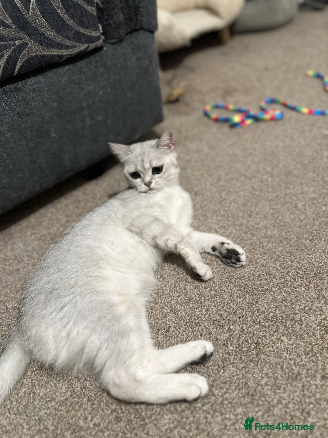 Brazilian Shorthair cats for sale: British Short Hair - silver shaded - Image 3