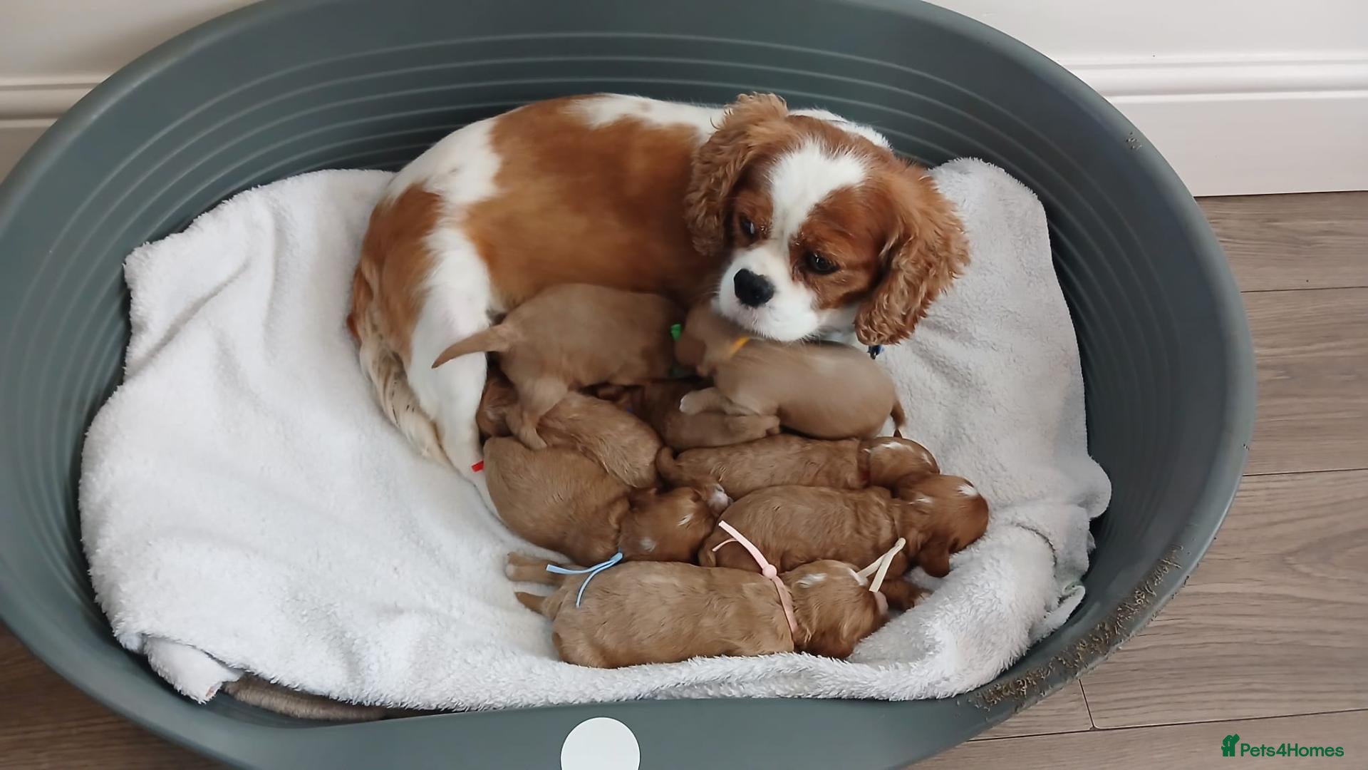 Cavapoo dogs F1 CAVAPOO PUPPIES  - Advert 1