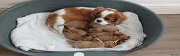 Cavapoo dogs for sale: F1 CAVAPOO PUPPIES  in Stevenage - Advert 1