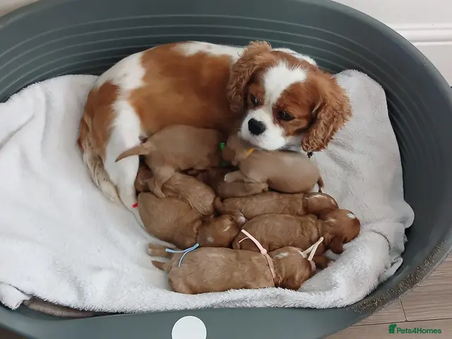 Cavapoo dogs for sale: F1 CAVAPOO PUPPIES - Advert 1