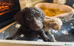 Cockapoo dogs for sale: Cockapoos ready 22.11 1 boy and 2 girls left💙🩷🩷 - Advert 14