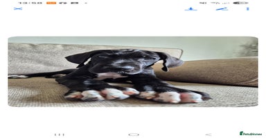 Great Dane dogs in Bathgate - Advert 5