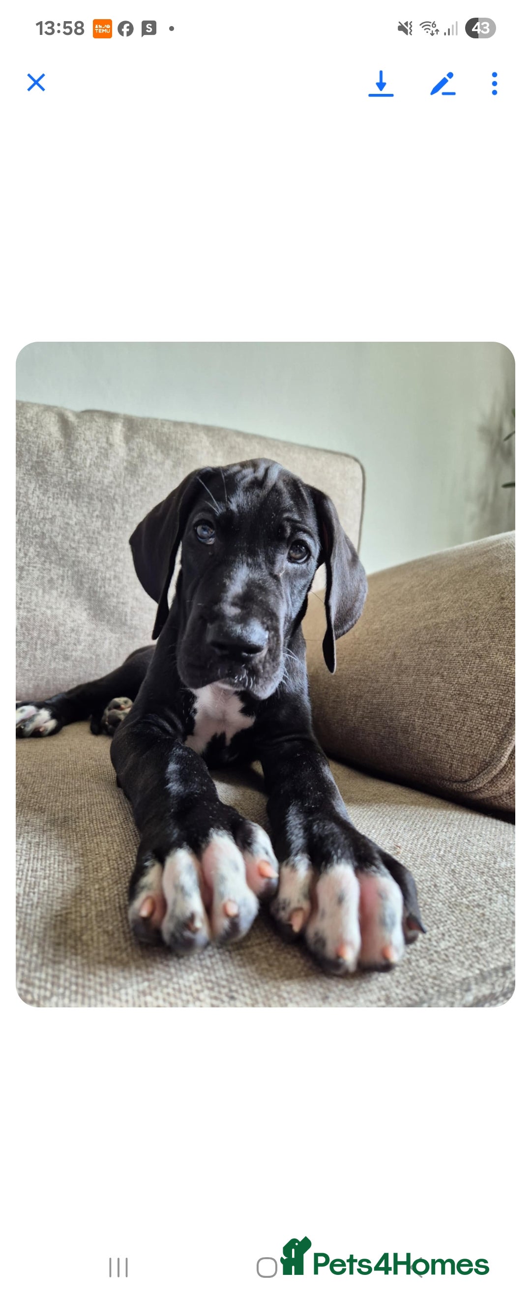 Great Dane dogs for sale: Great danes puppies KC ready!!! in Bathgate - Image 3