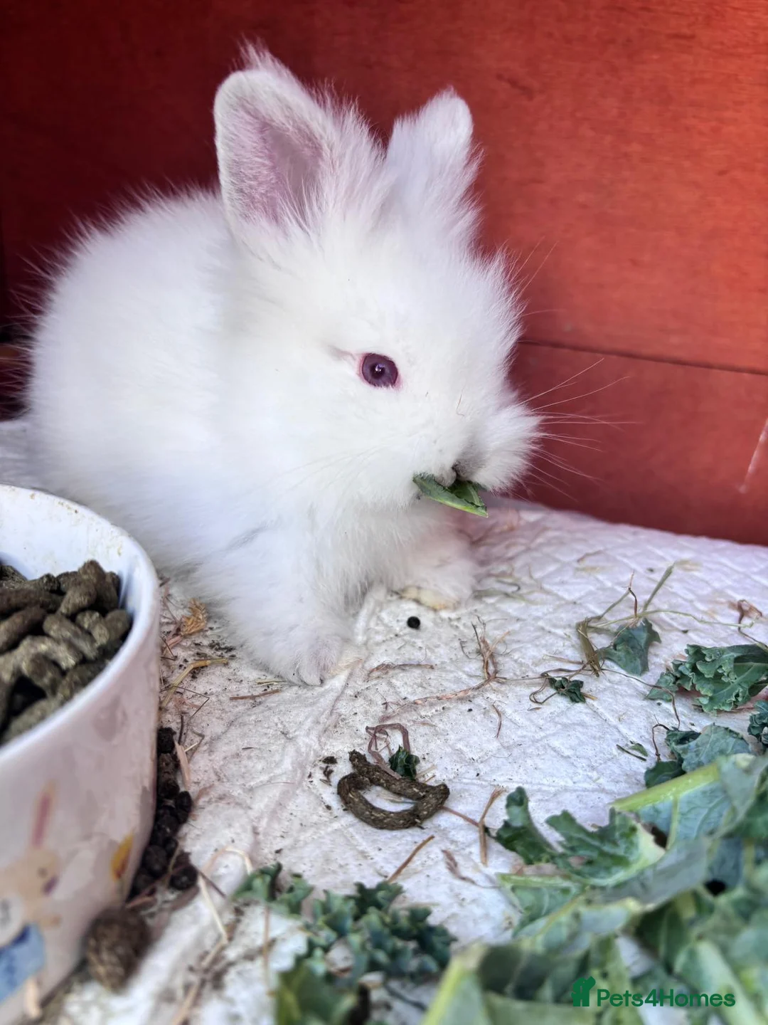 Mixed Breed rabbits for sale: Double Manned Lionhead Dwarf Rabbits  - Advert 2