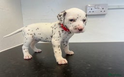 Dalmatian dogs for sale: 🐶 Stunning Dalmatian Puppies Ready 28th August 🐶 - Image 6