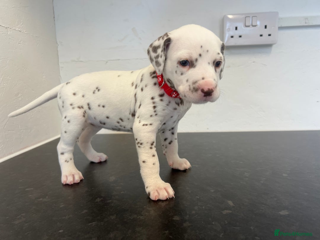 Dalmatian dogs for sale: 🐶 Stunning Dalmatian Puppies Ready 28th August 🐶 - Image 6