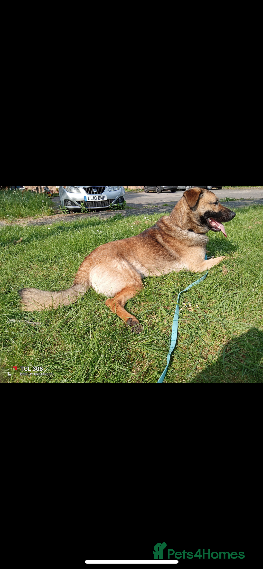 Australian Shepherd dogs for sale: Male Australian Shepherd  - Advert 4