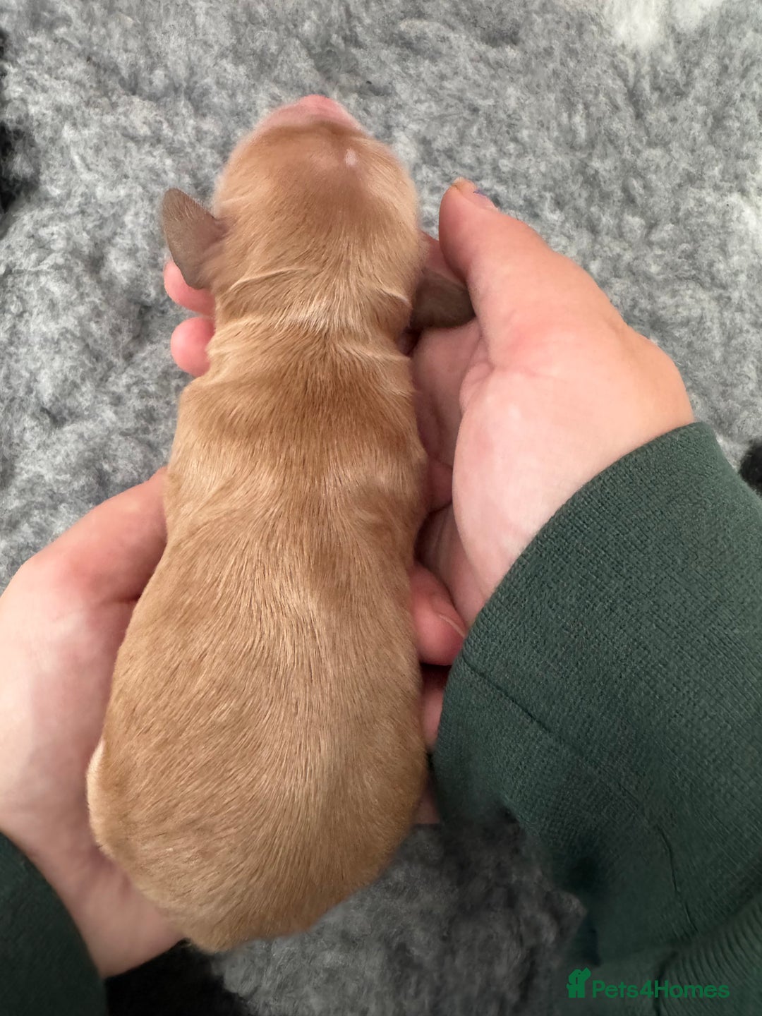 Cocker Spaniel dogs for sale: Stunning Cocker Spaniel puppies - Image 8