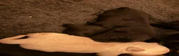 Cockerdor dogs for sale: Cockador Puppies 🐾 - Advert 18