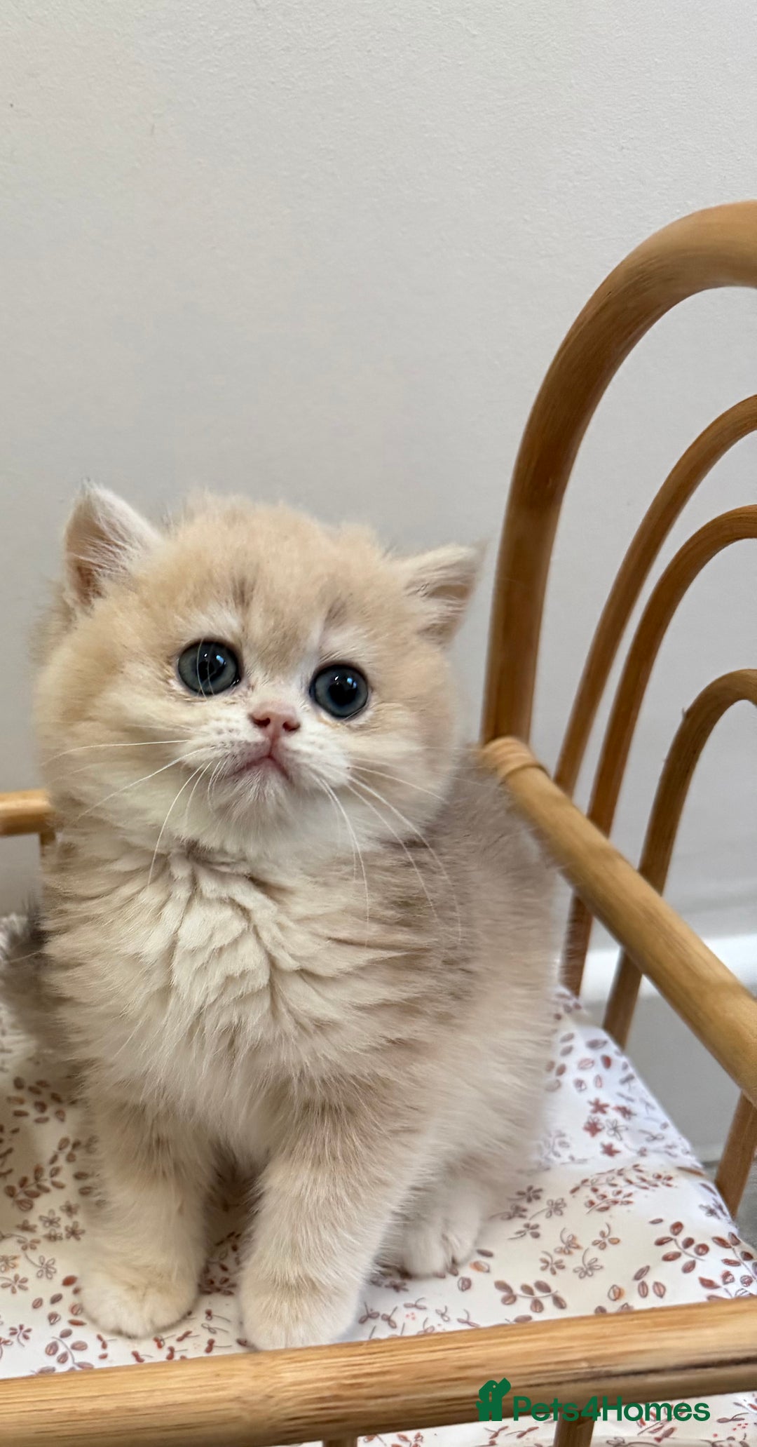 British Shorthair cats for sale: Golden Blue British Shorthair kittens - Advert 9