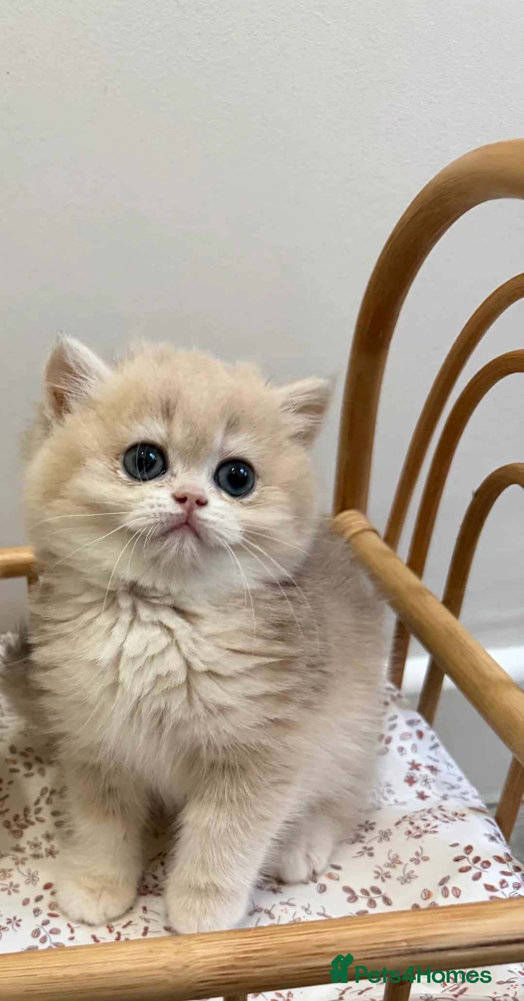 British Shorthair cats for sale: Golden Blue British Shorthair kittens - Advert 10