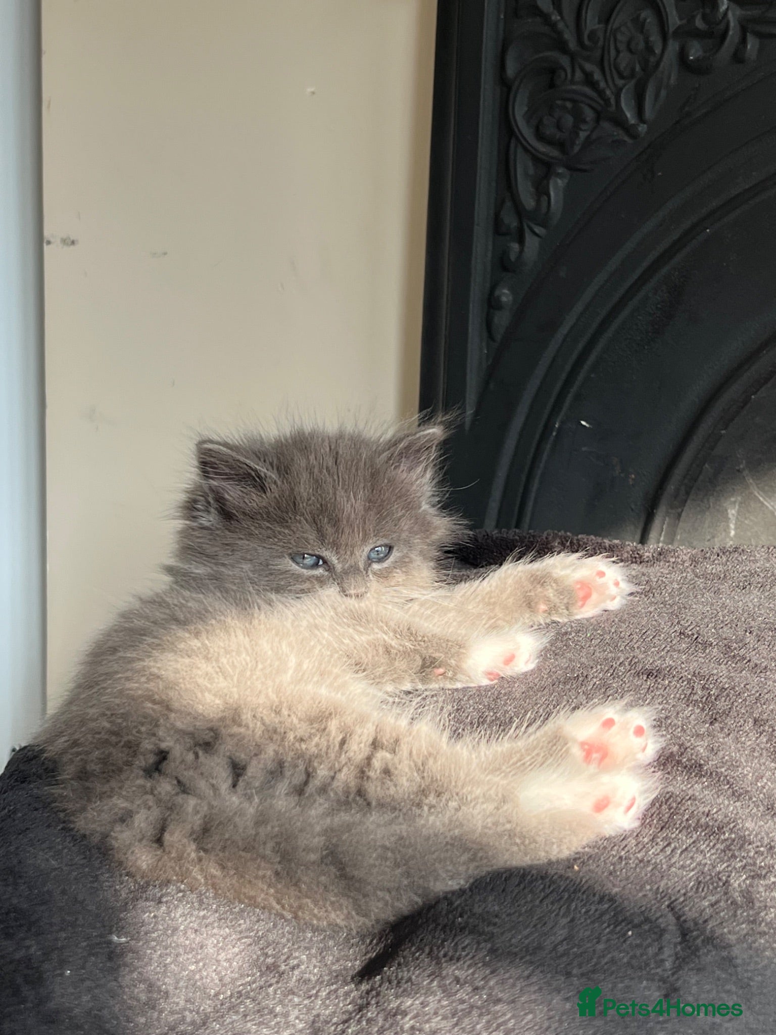Mixed Breed cats Lovely kittens looking for a home - Advert 14