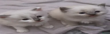Ragdoll 4