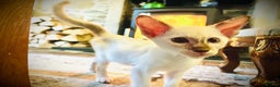 Siamese cats for sale: Stunning Siamese Kittens - Champion Bloodlines - Advert 11