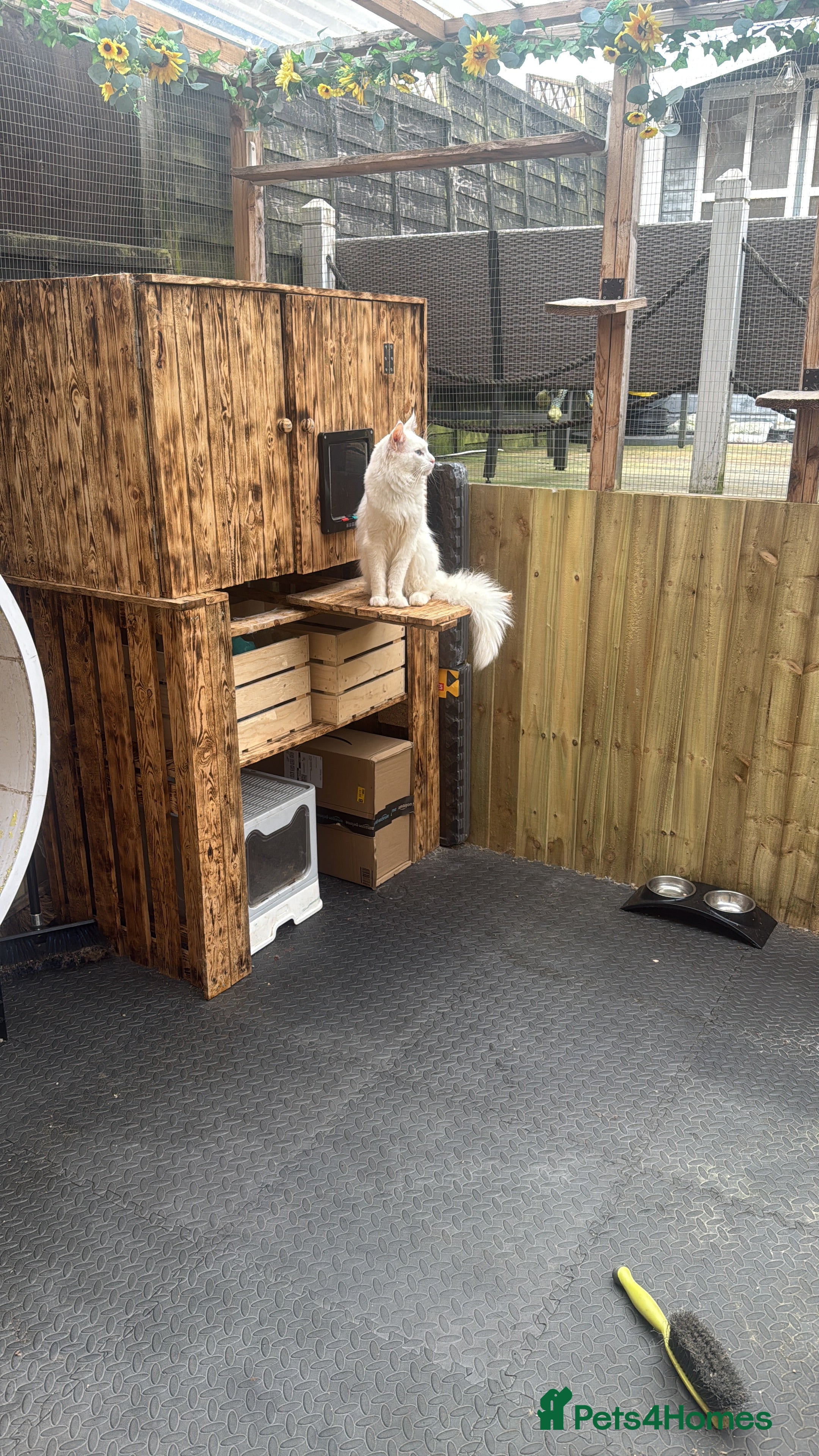 Maine Coon cats Pure white mainecoon stud with ice blue eyes in Chepstow - Advert 4