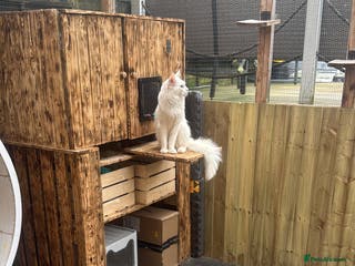 Maine Coon cats Pure white mainecoon stud with ice blue eyes in Chepstow - Advert 11