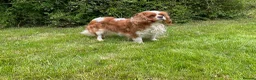 Cavalier King Charles Spaniel dogs for sale: 2 retired dogs Cavalier King Charles / poodle - Advert 2