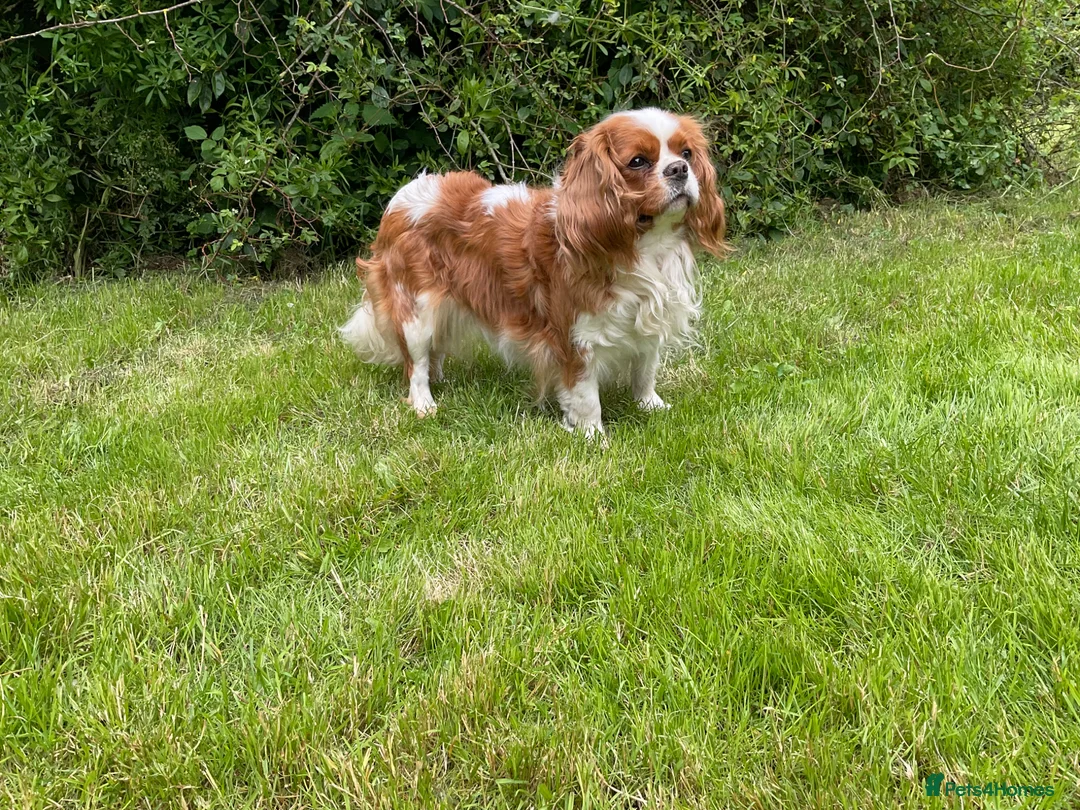 Cavalier King Charles Spaniel dogs for sale: 2 retired dogs Cavalier King Charles / poodle - Advert 2