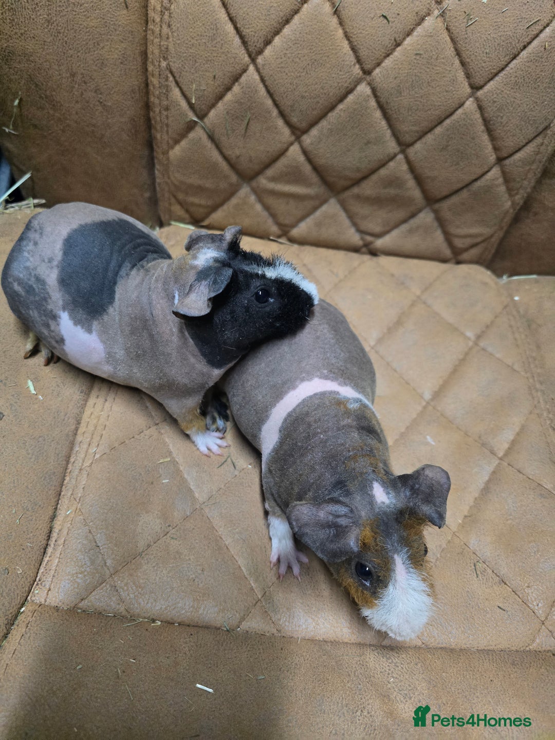 Guinea Pig rodents for sale: 2 bonded male skinny Werewolf guinea pigs 5 months - Advert 3