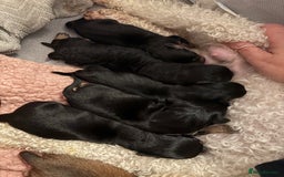 Mixed Breed dogs for sale: Doxie poo puppies - Image 8