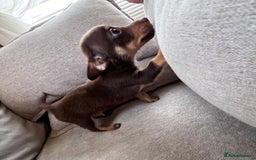Mixed Breed dogs for sale: Adorable Dachshund x Pomchi Puppies - Image 11