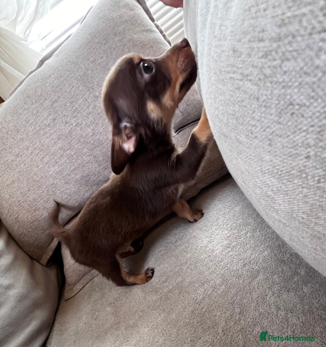 Mixed Breed dogs for sale: Adorable Dachshund x Pomchi Puppies - Image 11