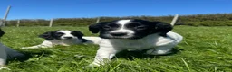 English Springer Spaniel dogs for sale: Gorgeous KC Springer Spaniels with excellent lines - Advert 1