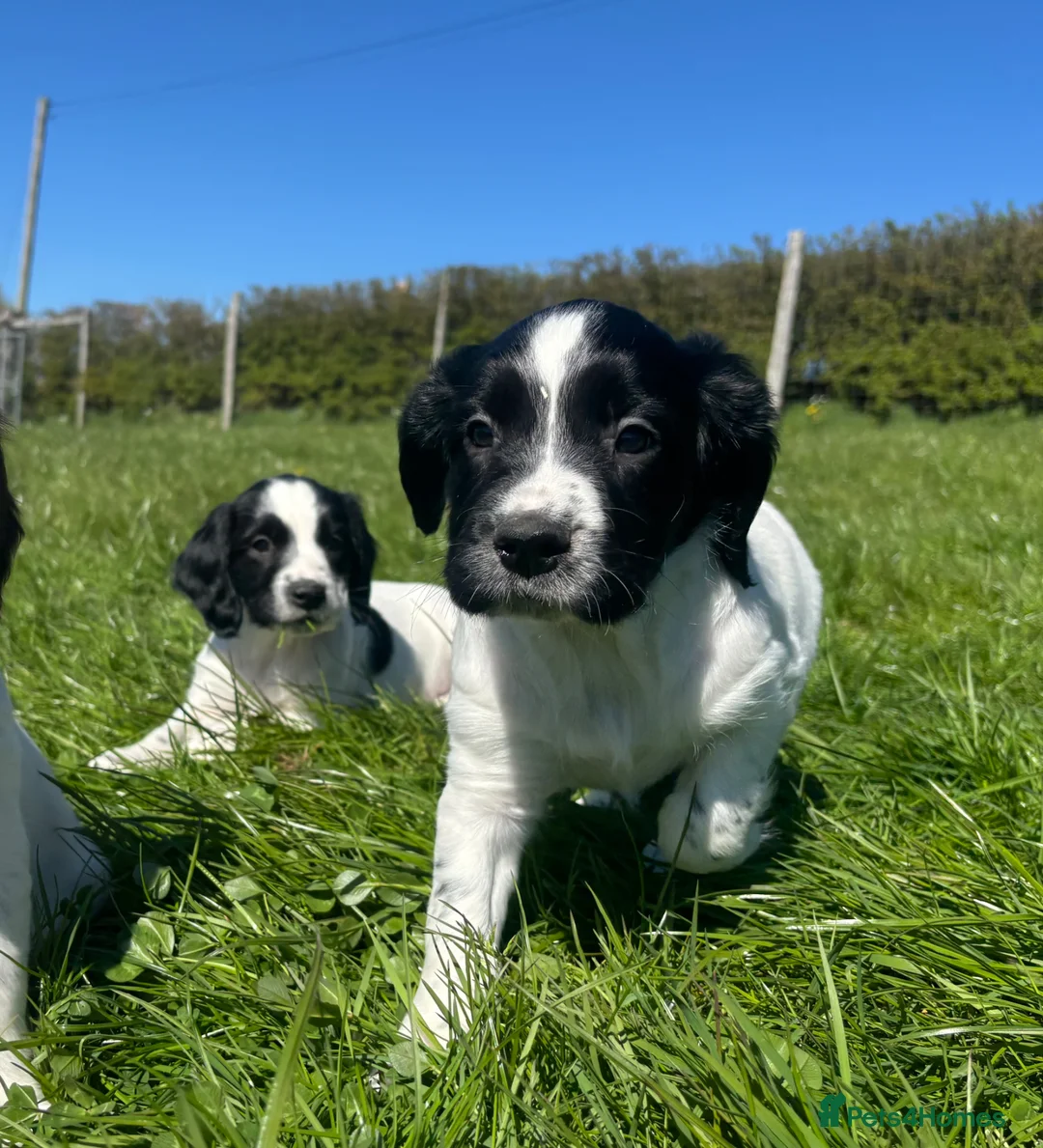 English Springer Spaniel dogs for sale: Gorgeous KC Springer Spaniels with excellent lines - Advert 1