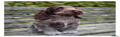 Nougat