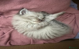 Ragdoll cats for sale: Ragdoll kittens - Image 8