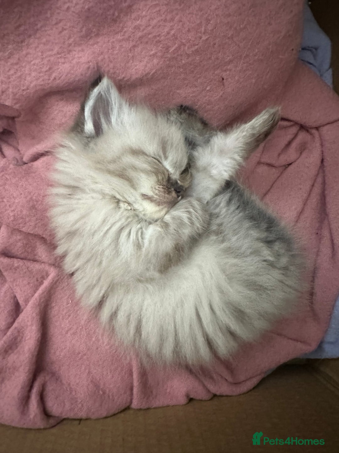 Ragdoll cats for sale: Ragdoll kittens - Image 8