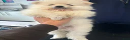 Pomeranian dogs for sale: Pomeranian puppy READY NOW 🐶pure pedigree  - Advert 12