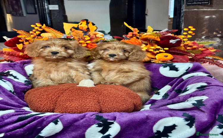 Cavapoo dogs - Advert 3