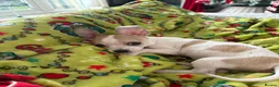 Mixed Breed dogs for sale: Chihuahua cross jack russel in Wednesbury - Advert 2