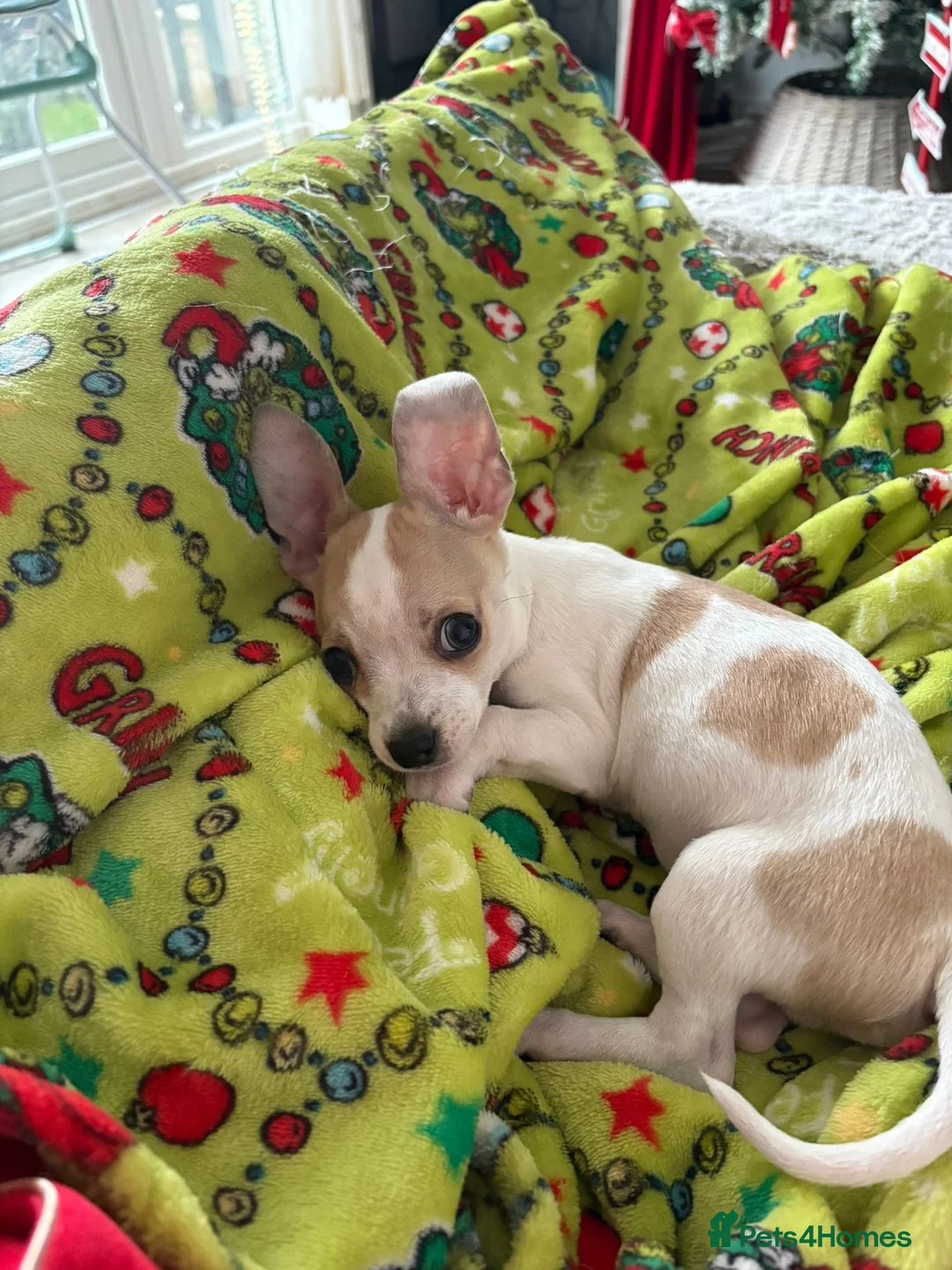 Mixed Breed dogs for sale: Chihuahua cross jack russel in Wednesbury - Advert 2