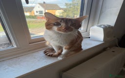 British Shorthair cats for sale: INDOOR Cuddly Ginger short haired male cat - Image 2