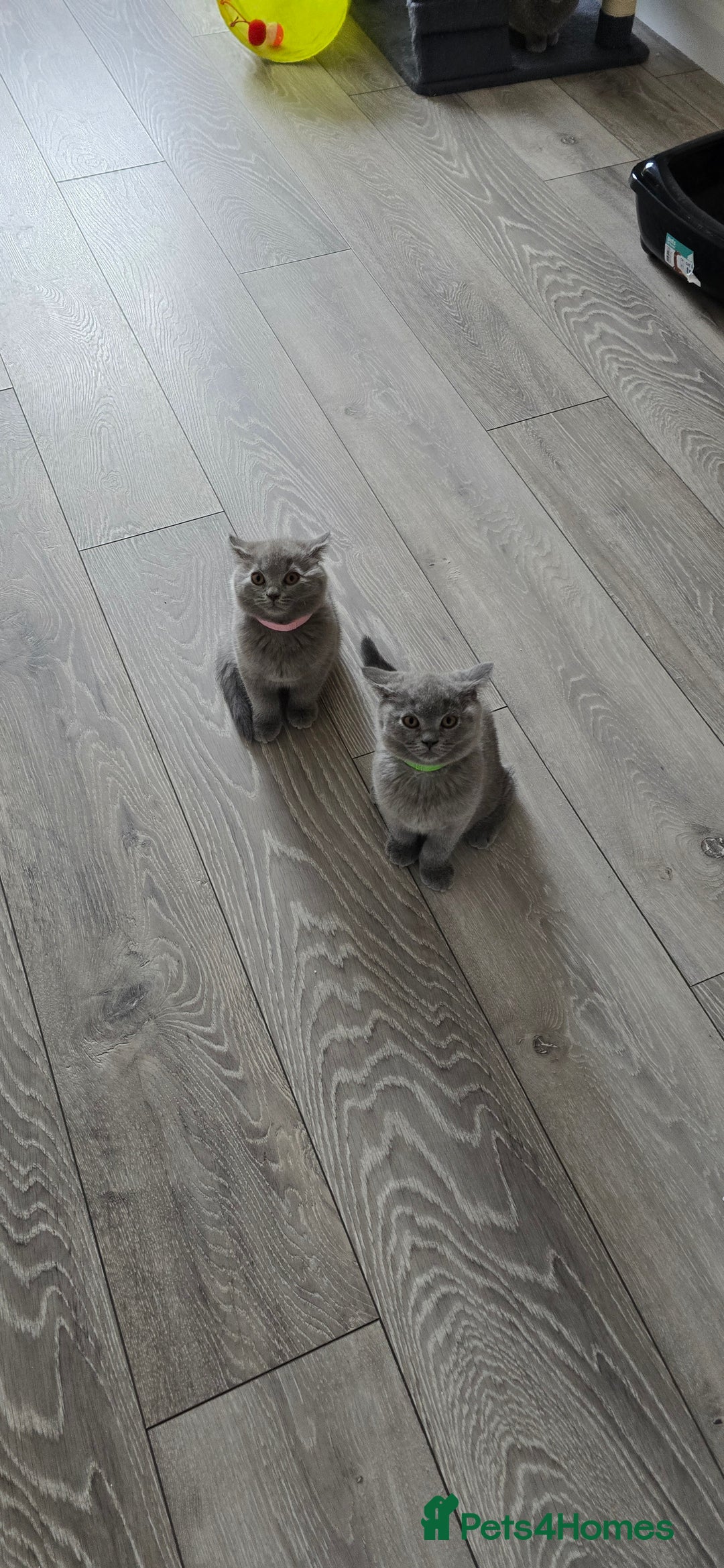 British Shorthair cats for sale: British Blue Shorthair - Image 18