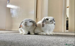 Dwarf Lop rabbits for sale: 2 male bunnies £50 each  - Image 2
