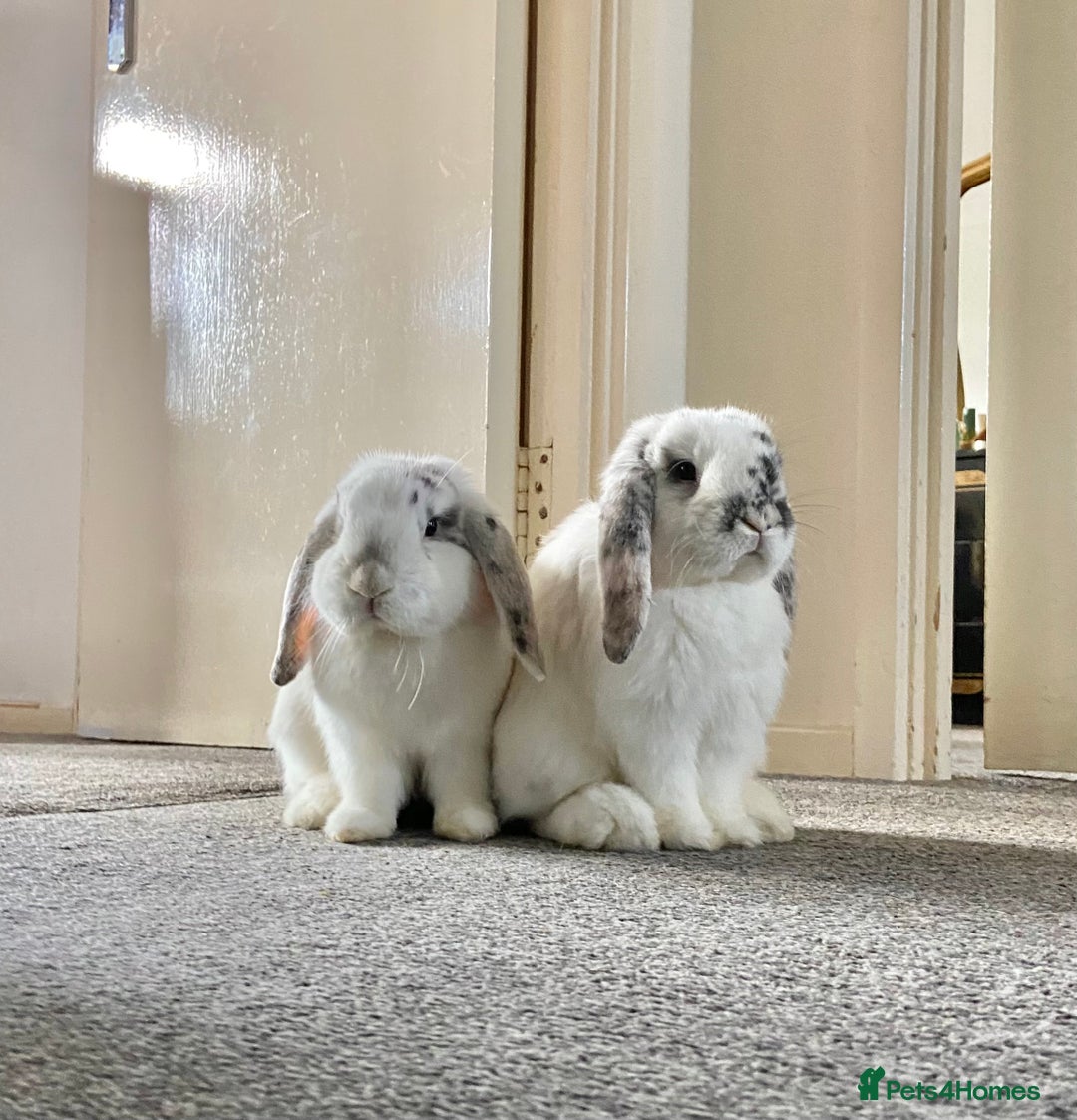 Dwarf Lop rabbits for sale: 2 male bunnies £50 each  - Image 2