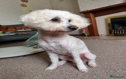 Bichon Frise dogs for stud: Bichon friese X stud - Image 4