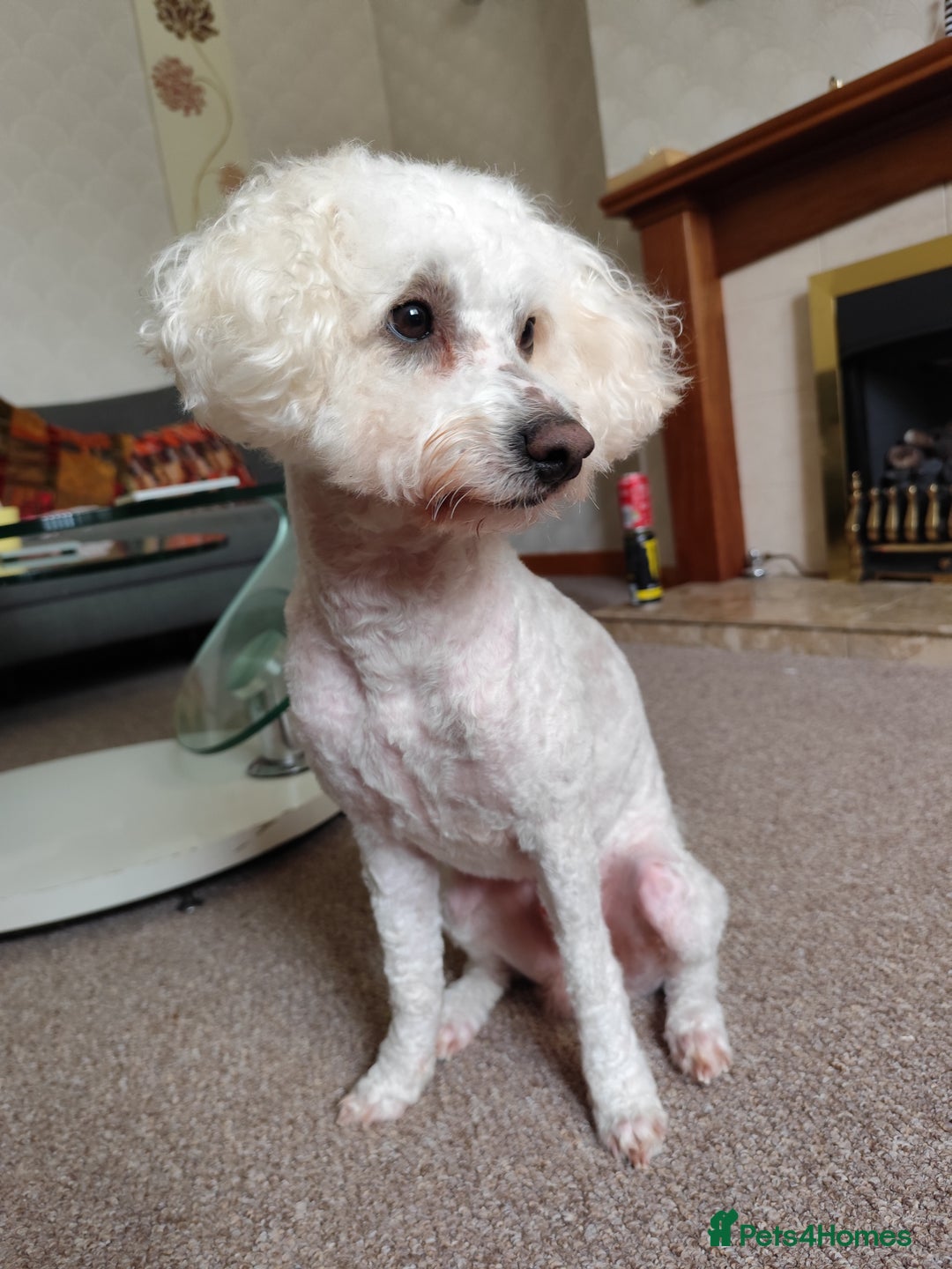 Bichon Frise dogs for stud: Bichon friese X stud - Image 4