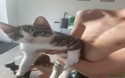 British Shorthair cats for sale: Lovely striped female kitten - Image 2